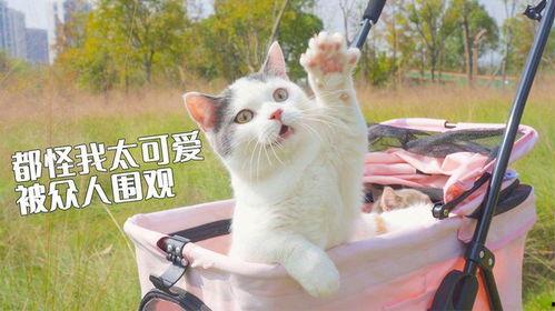 网红拖地猫,萌宠界的清洁小能手